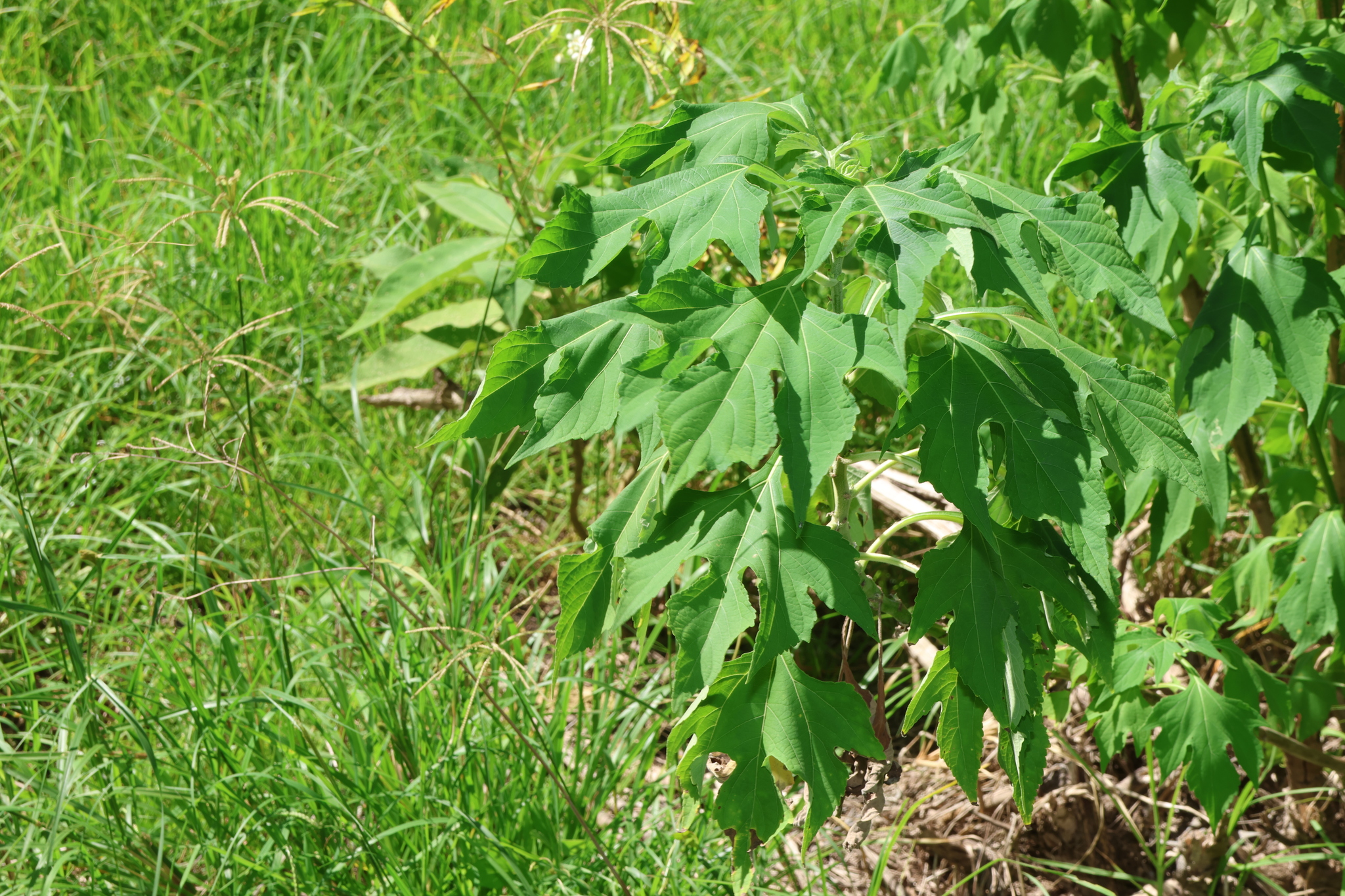 Mexican Sunflower (Tithonia diversifolia)