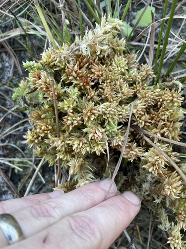 Hedgehog Sphagnum (Sphagnum perichaetiale)