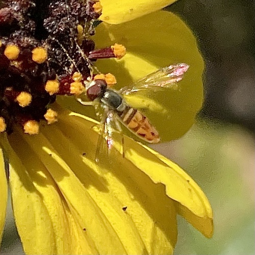 Unknown species found near Cabrillo National Monument, San Diego, CA, US