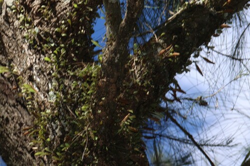 Rock Felt Fern (Pyrrosia rupestris)