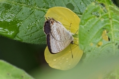 Catopyrops florinda