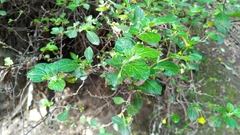 Capsicum rhomboideum