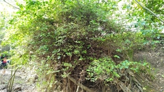 Capsicum rhomboideum