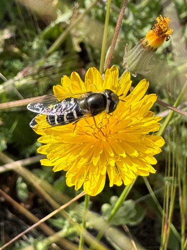 Unknown species found near Bald Mountain Trail, San Jose, CA, US