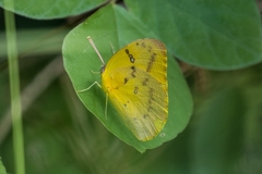 Catopsilia gorgophone