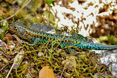 Painted Tree Iguana photo 2