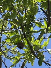 Lecythis minor, photograph (c) Nicolás Baresch Uribe, some rights reserved (CC BY)