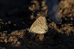 Theclinesthes miskini