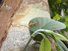 Ricolla quadrispinosa