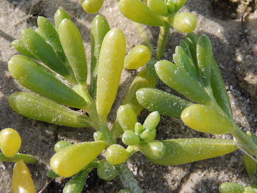 Batis maritima