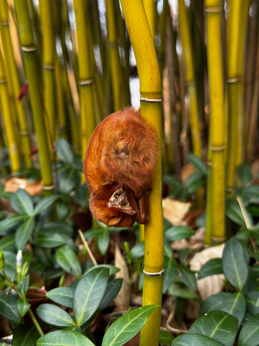 Eastern Red Bat photographed in Maryland