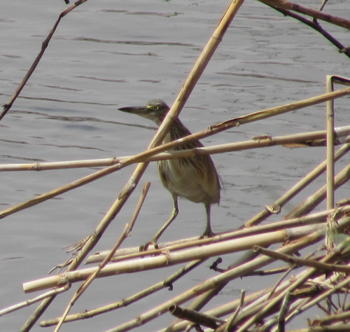 iNaturalist: (c) einati125, some rights reserved (CC BY-NC) iNaturalist image