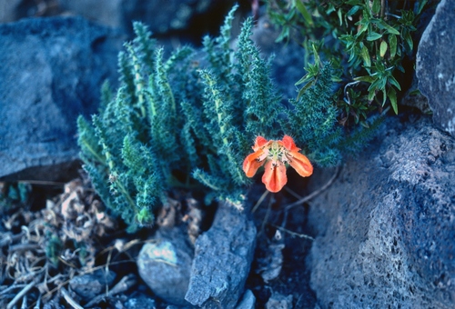 Caiophora pentlandii (Caiophora pentlandii)