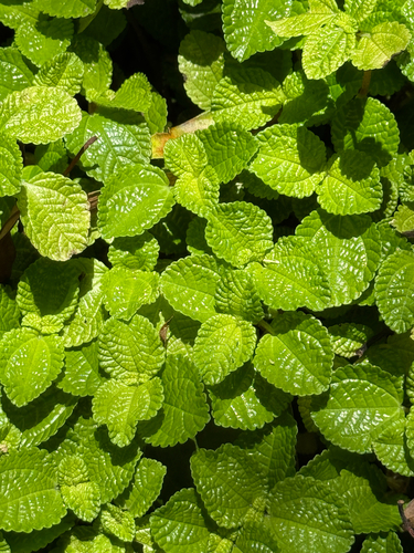 Pilea nummulariifolia observed 2026-03-26