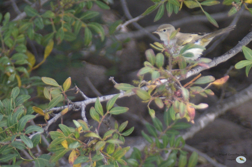Western Bonelli's Warbler, Melilla, España, photo 9 of 10