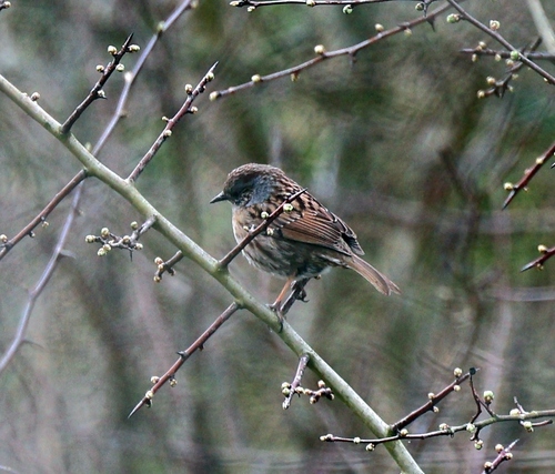 Acentor común (Prunella modularis)