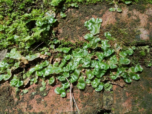 Lunularia cruciata