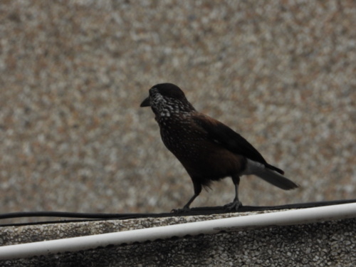 Southern Nutcracker