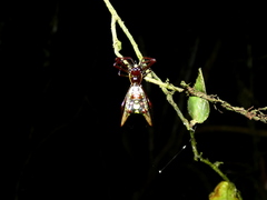 Micrathena coca