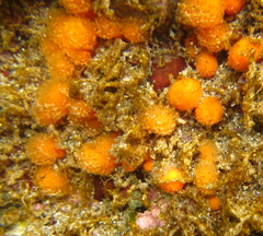 Pseudodistoma novaezelandiae