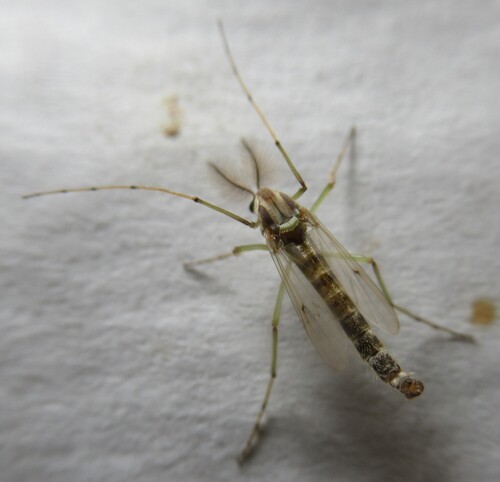 Unknown species found near 5365 CR 326, Lexington, Lee Co, TX, USA