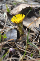 Tussilago farfara