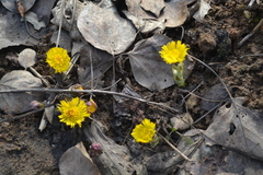 Tussilago farfara