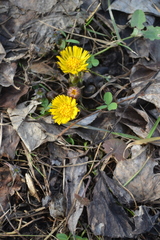 Tussilago farfara