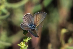 Theclinesthes sulpitius