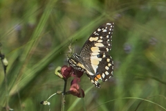 Papilio demoleus sthenelus