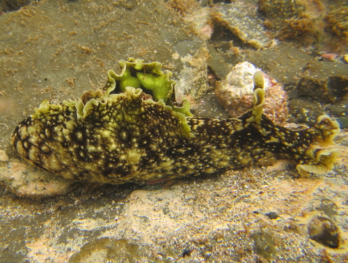 spotted seahare
