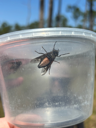 Unknown species found near Florida, US