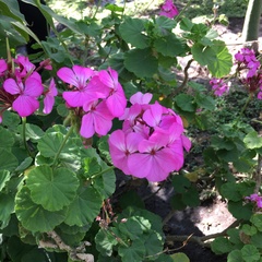 Pelargonium × hybridum