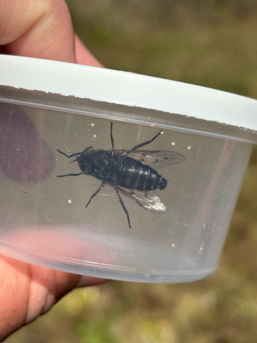 Unknown species found near Florida, US