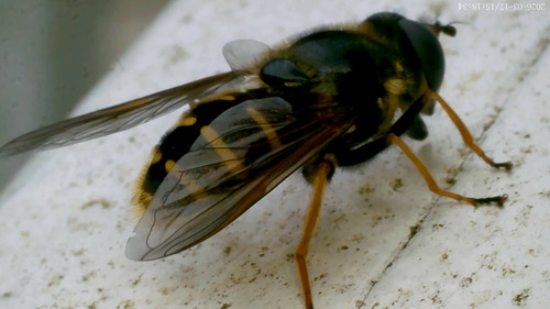 Unknown species found near Washington, US