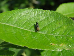 Agrilinae