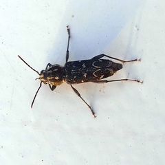 Xylotrechus rusticus