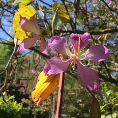 Bauhinia variegata