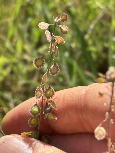 Thysanocarpus laciniatus, 2026-03-26