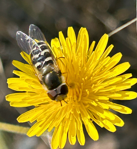 Unknown species found near Sierra Azul Open Space - Mt. Umunhum Area, Santa Clara County, US-CA, US