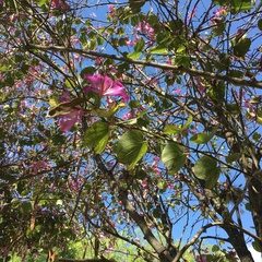 Bauhinia variegata