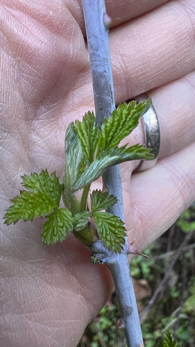 whitebark raspberry (Rubus leucodermis)