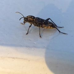 Xylotrechus rusticus