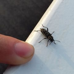 Xylotrechus rusticus