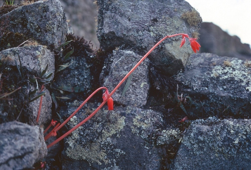 Begonia veitchii (Begonia veitchii)
