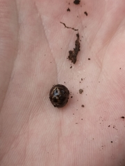 Glomeridae