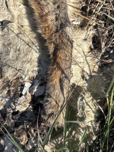 Gray Fox