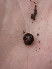 Glomeridae