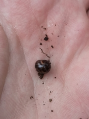 Glomeridae