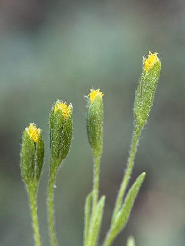 small-ray goldfields (Lasthenia microglossa)